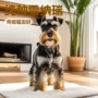 活体纯种玩赏犬椒盐狗狗