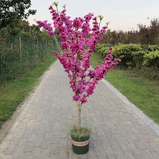 Bauhinia Flower Seedlings Courtyard Cold-Resistant Outdoor Flower Plants Southern Northern House Garden Greening Seedlings Bauhinia Saplings