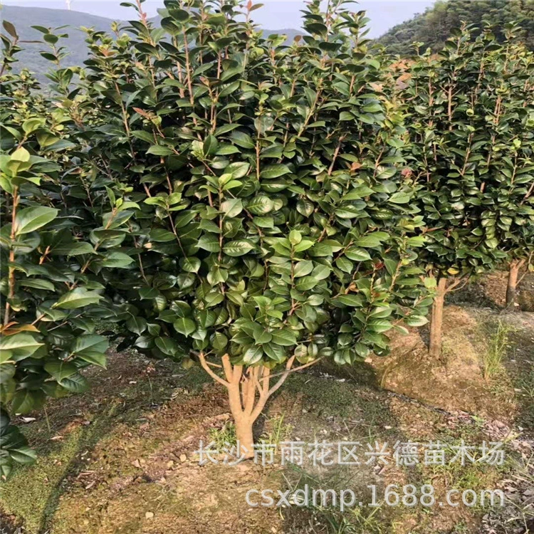 Оптовые высокие деревья камелии, шары камелии, крупные красные саженцы камелии из Хунани по низким ценам.