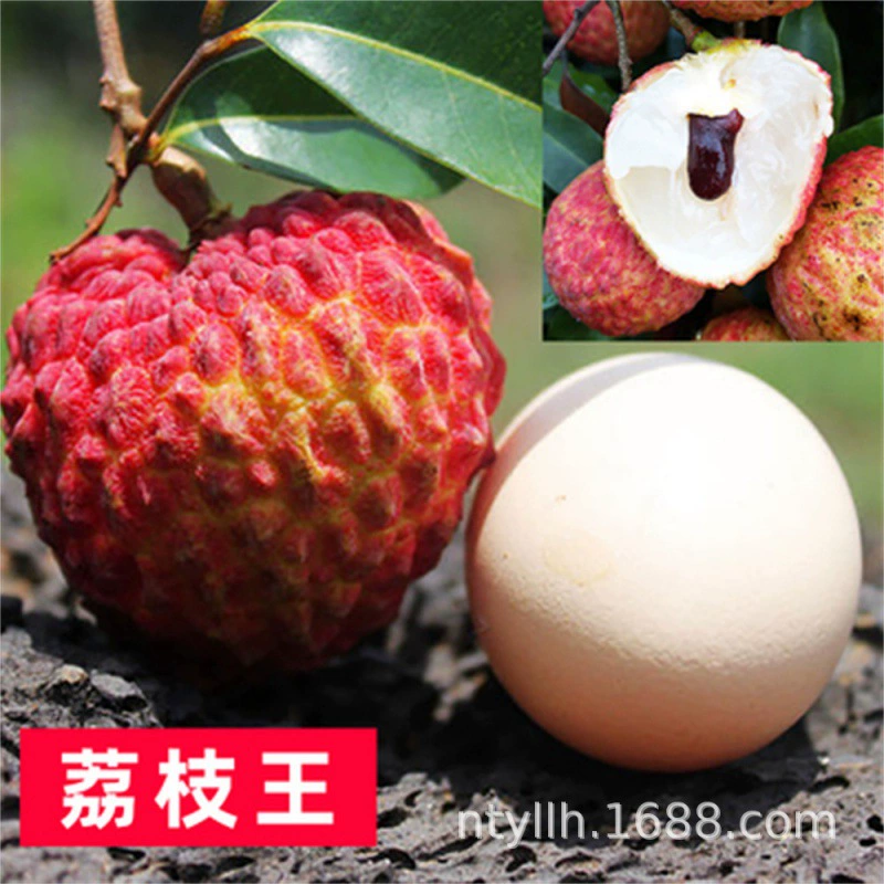 Прививка рассады личи Личи Король Нуоми Гивэй Бессаженцы Личи Рассада Личи Горшок Посадка