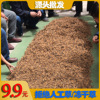 Tibet Nagqu Winter worm Grassland Ikuno Qinghai Yushu Cordyceps sinensis 1 Place of Origin wholesale One piece On behalf of