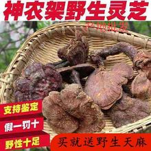 `֥lҰȻɽҰ`֥o֥`֥ƬҰ`֥ݾ