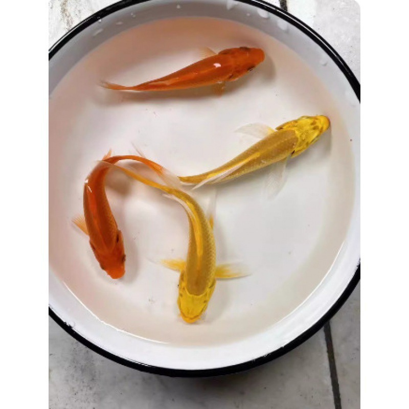 小さな金魚の稚魚、観賞魚、冷水に強い、飼いやすい、淡水の赤と白の鯉、活魚、小魚、金魚、活魚|undefined