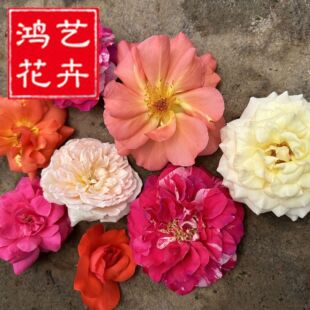 ���¼�Ʒ�N�¼���tñ�S���¼���ͥԺ�����ļ��_���¼��������l