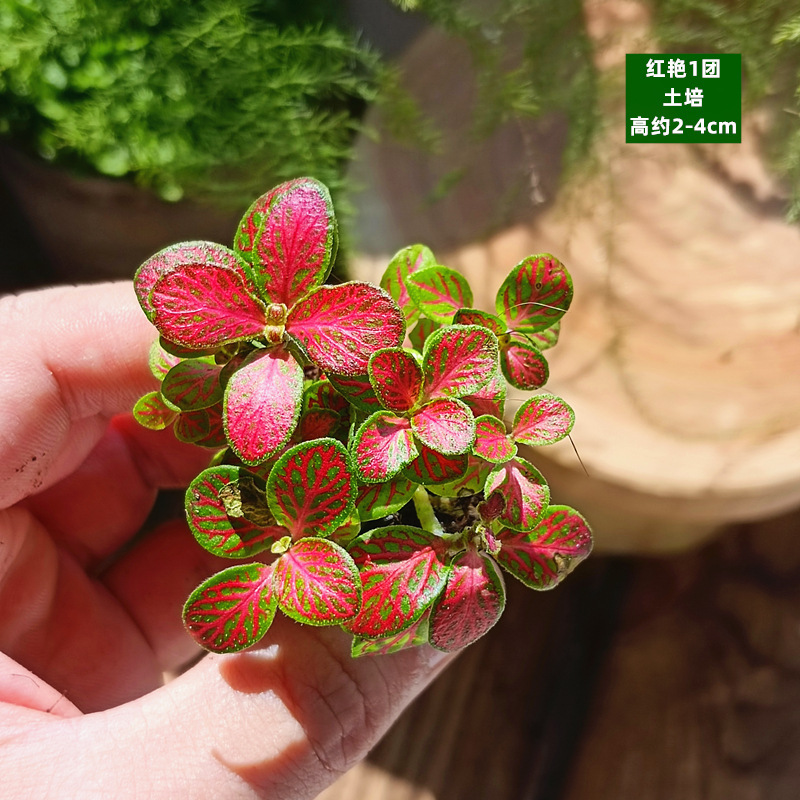 카키색 토양 훈련 - 붉은 공