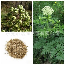 ���l�®��w�N����ș�ķN�Ӵ�ȫ��ș�N���ļ��Nֲ�a����