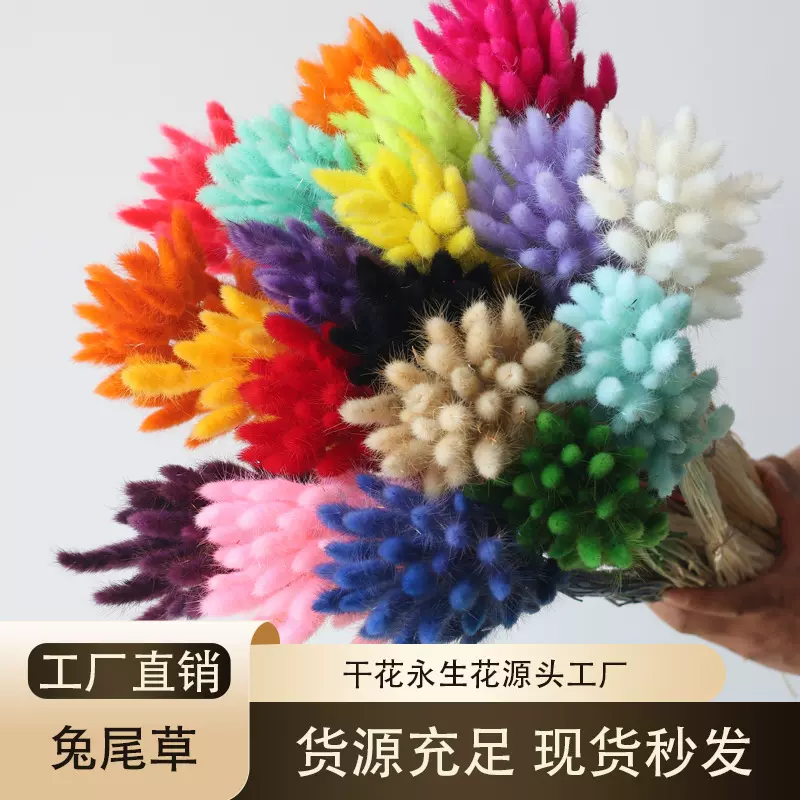 兔尾草干花花束跨境热销永生花材料拍摄道具彩色狗尾草批发花卉