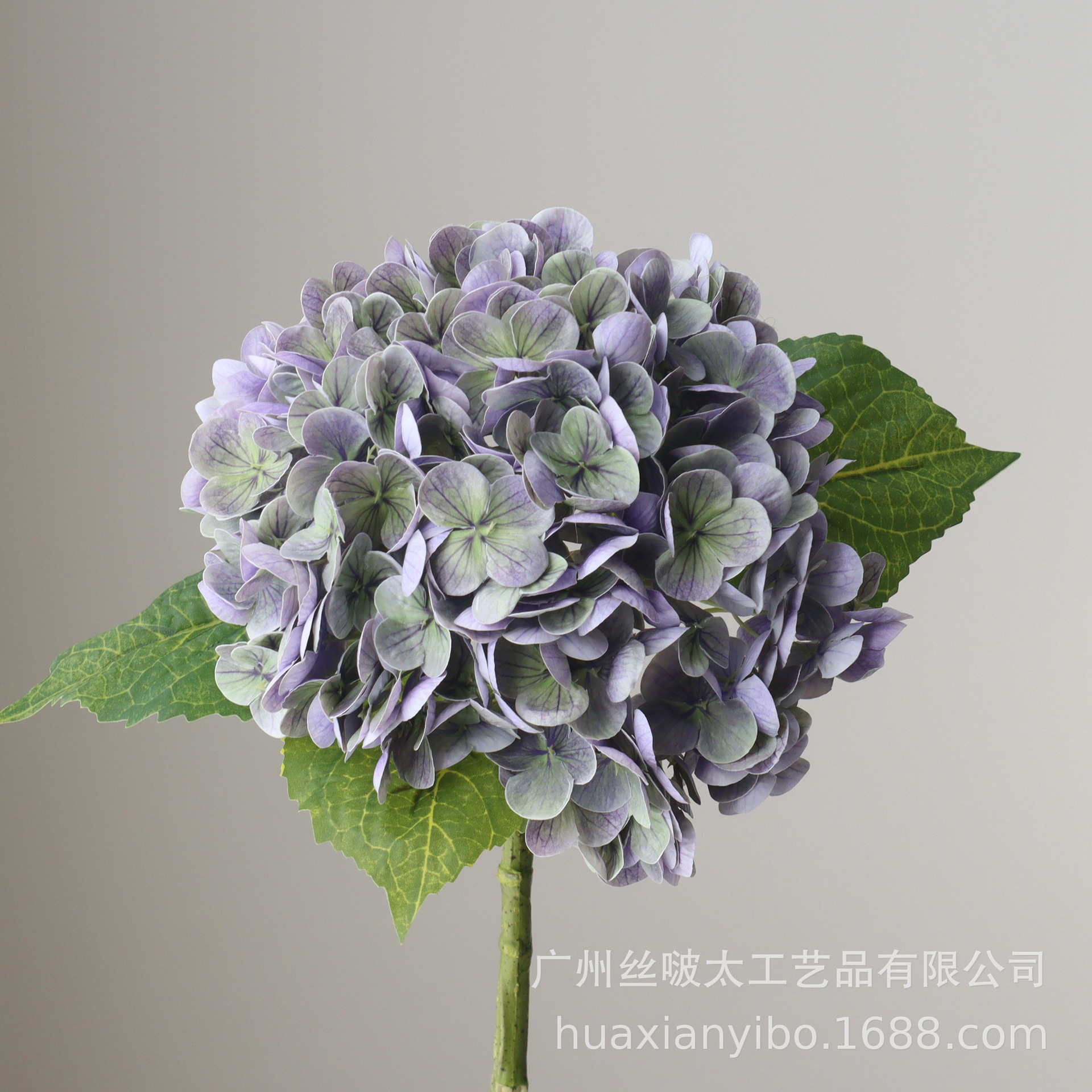 24 ans nouvelle couleur-Violet et vert