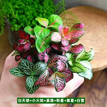 ̦�\΢���^DIY���Ԅ�������ֲ�� ˮꑸ��쾰�҃Ȼ��� ����W�y��