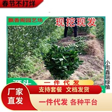 ��Ʒ�N��Ƥ�۽��� ����һ̖��������������� �޽ӟo���۽��Ә���