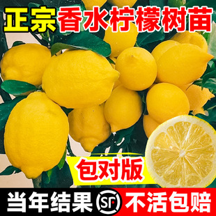 Perfume Lemon Saplings Guangdong Seedless Grafted Potted Ground Planting Four-Season Fruit Edible Authentic Taiwanese Fruit Tree Saplings