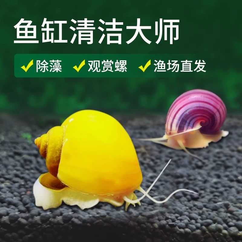 Декоративная улитка, пресноводная яблочная улитка, инструмент для удаления водорослей в аквариуме, очистка резервуара для поедания водорослей, маленькая золотая улитка для домашних животных, большая улитка