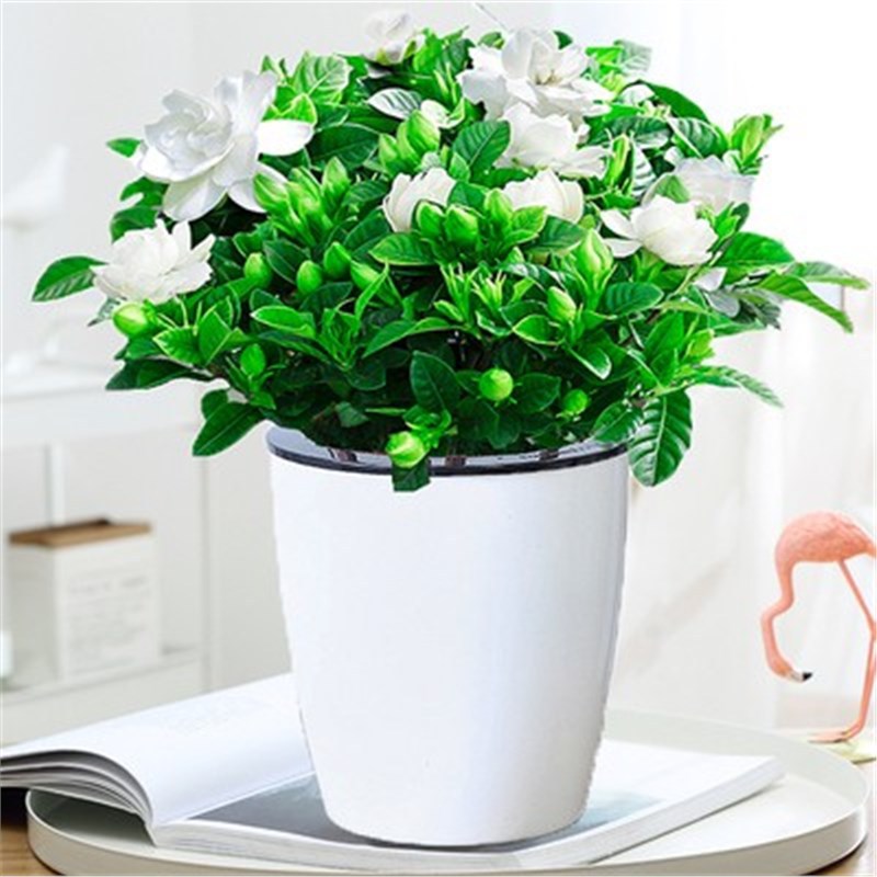 부티크 90#싹이 있는 치자나무(게으른 화분) + 영양액