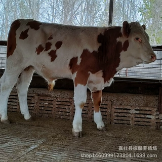 西门塔尔牛放养 肉牛犊 种牛配种 小牛犊 广西养牛场
