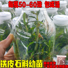铁皮石斛幼苗杯种植训化石斛兰组培小苗栽培红杆软脚可食用石斛苗