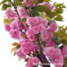 樱花苗 日本晚樱花 早樱小苗 南北方庭院地栽盆栽花树园林植物
