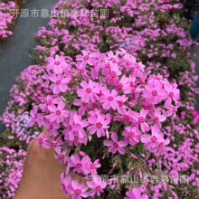 ֥�ѻ����������������^�p���^�G�����̸������������l�޸�������