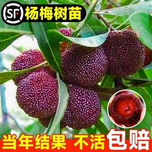 ÷|޽ӹ̿÷玧ϷNֲԮY