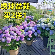 �o�M�Ľ������Ի���ֲ���҃�ˮ���B�Gֲ�Ϙ��r���y���滨�r֦�҃�