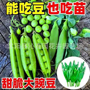 ����㶹�N�ѷN���m���㶹��N��ˮ���ʹ�����Բ��㶹�߲˷N��