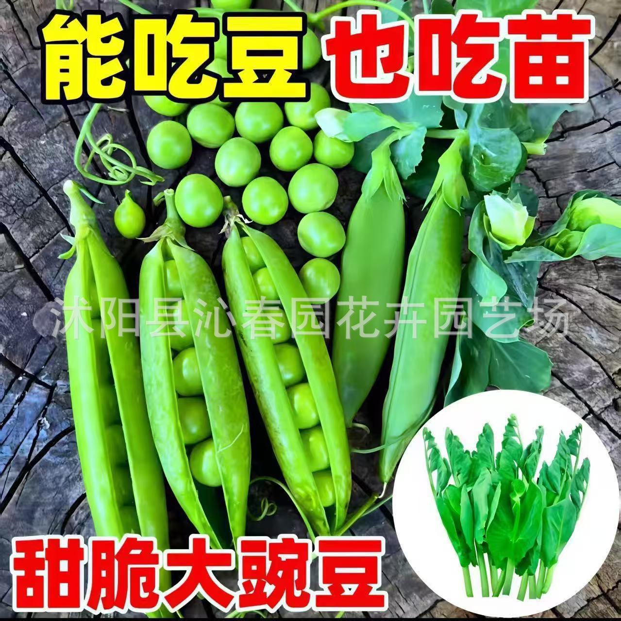 甜脆豌豆种籽种荷兰豆豌豆尖种籽水果型脆可生吃菜豌豆蔬菜种子