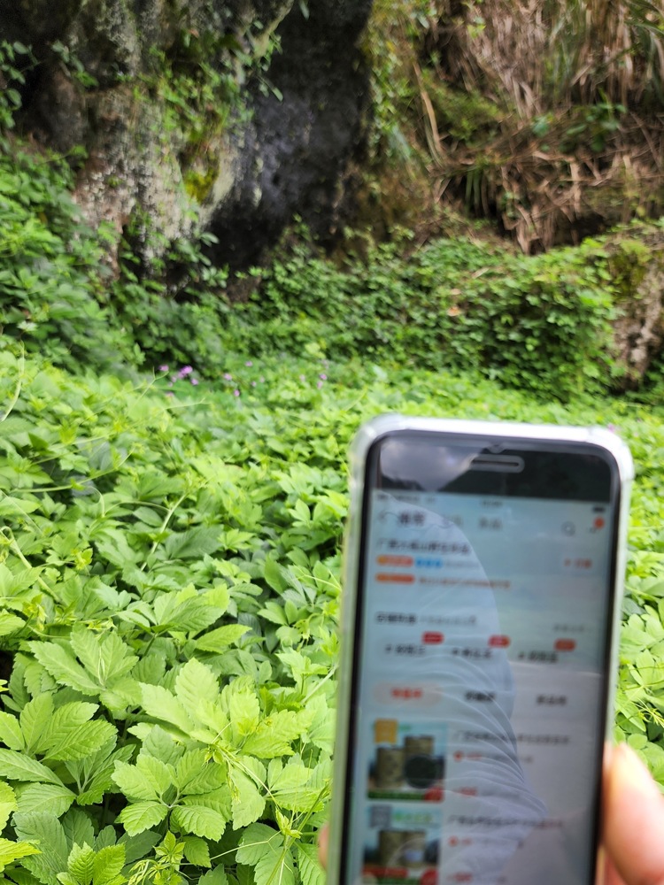 广西金秀大瑶山七叶绞股蓝七叶参绞股蓝野生新鲜绞股兰七叶胆甘味