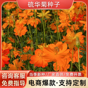 ���A�շN�� �S����˹�����S���Sܽ�ػ��ܲݻ������̨�׷N