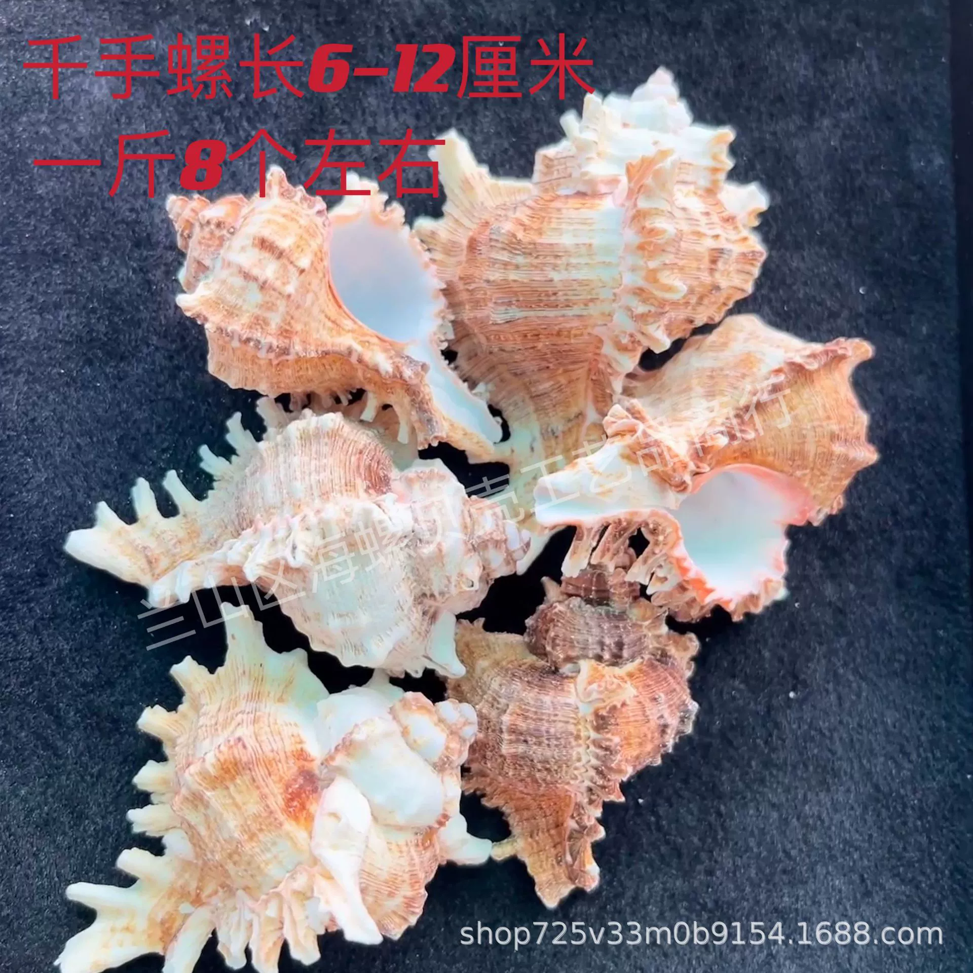 Shell Natural Shell Conch Stars Drifting Bottle Shell Crafts Wholesale Diy Handmade Shell Materials