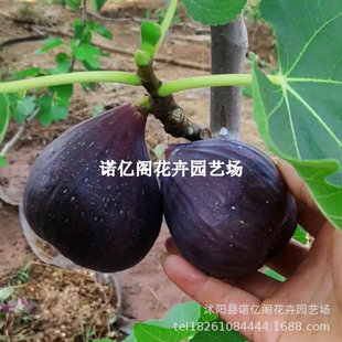 ��ɫ�������o�������粨���t�o�����������Ե����Ϸ������ļ��Nֲ