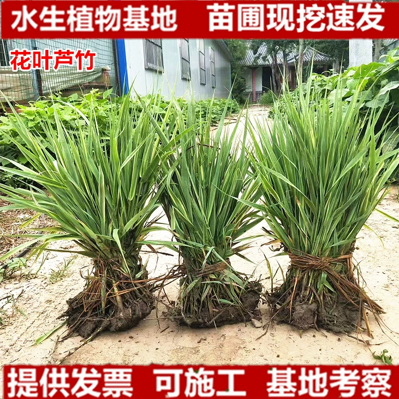 Водные растения, цветочные листья, тростниковый бамбук, растения, вырастающие из воды, посадка на экологическом плавучем острове, цветы, гидропонный тростниковый бамбук с золотистыми краями, тростниковый бамбук с золотистыми краями