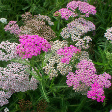 ��ݷN�ӻ��N���ͺ����N���Ӷ�����������ݻ���ͥԺ���⻨�ܷN��