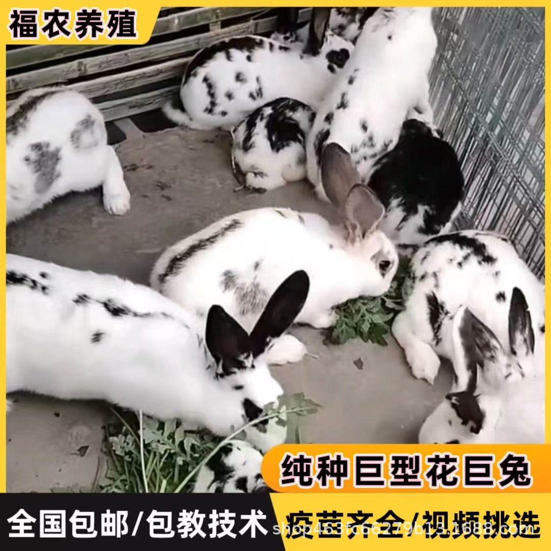巨型花巨兔活体成年黑白花巨兔