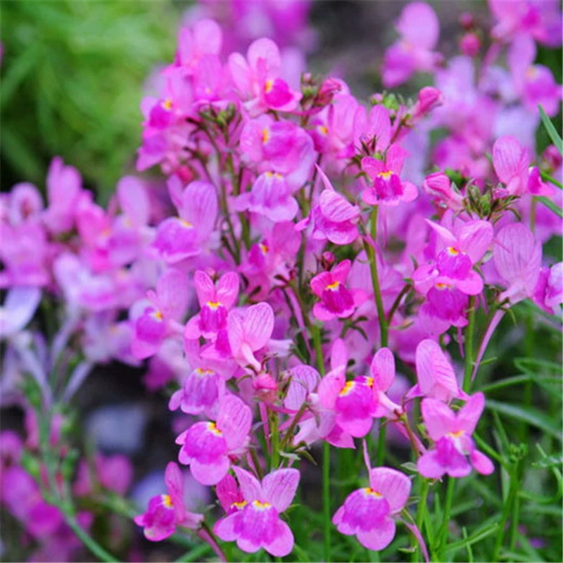 Недавно собранные семена цветов рыб ивы Дзи семена цветов золотой рыбки красочные морозостойкие балкон в горшках четыре сезона легко выращивать