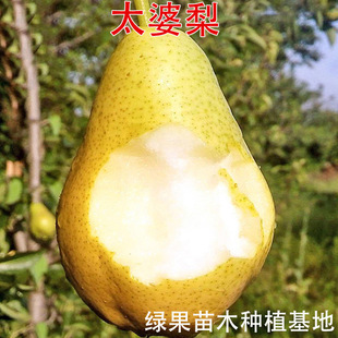 ̫����޽ӹ����� �㽶�����F������������Ϸ������Nֲ����Y��