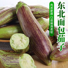 正宗花茄子东北冰川面包长茄新鲜自种炒菜做饭现摘现发烧烤红花郎