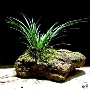 ���Ѳ��r��ʯ���Ѹ�ʯ����ͥԺֲ���~�ײ����辰��ֲ���k���Gֲ��