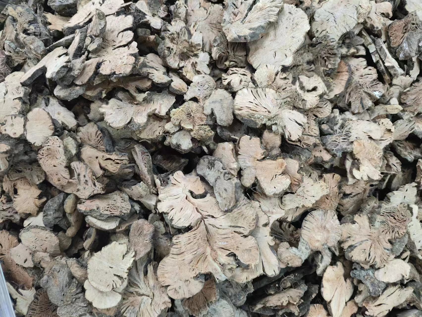 Jin Qiao Mai (Fagopyrum cymosum) — Dried Food Herb Root, Also Known as Golden Buckwheat Root quality and texture