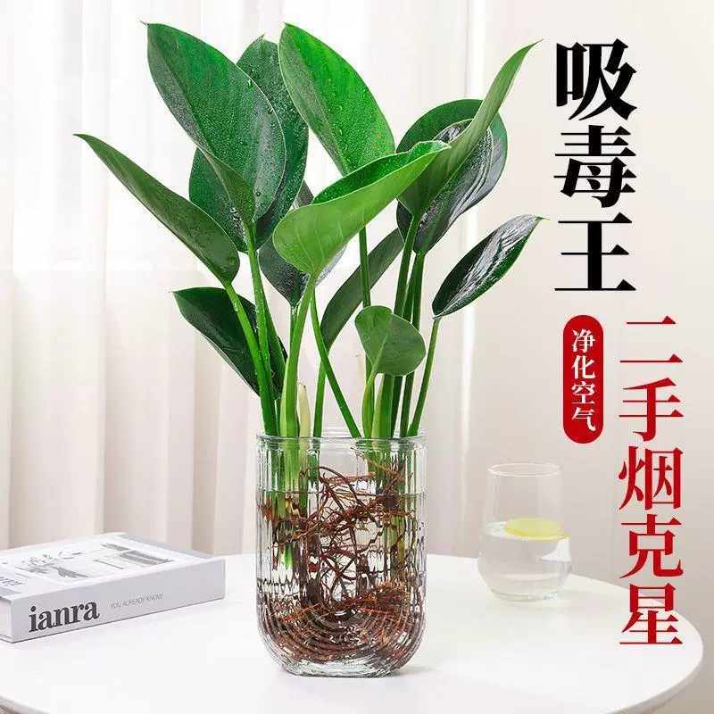 Гидропонные золотые бриллиантово-зеленые настольные горшечные растения «Принцесса» очищают воздух и подходят для кормления ленивых людей в офисе.