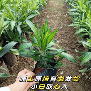 һ���_ԭ�������^�~ֲ�� ʯ�İٺ��� �҃��k���������h���Gֲ