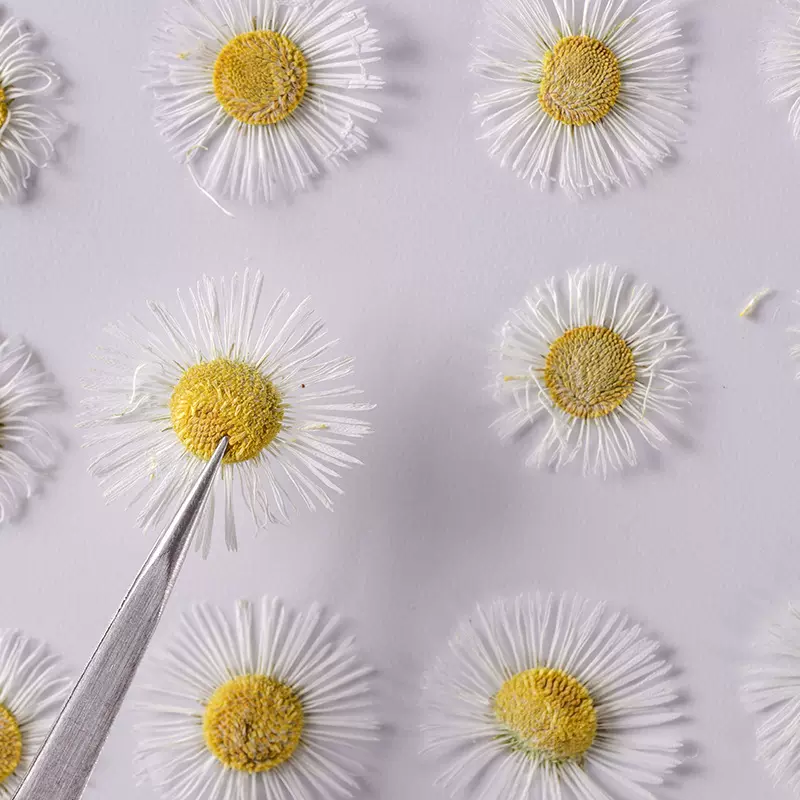 飞蓬草 干花压花押花滴胶手镯DIY材料宝石吊坠手工制作饰品配件