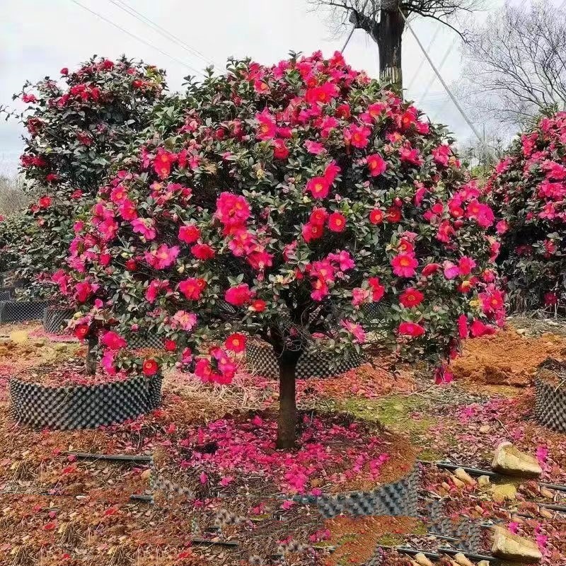 茶梅树苗球庭院别墅观赏花苗四季盆栽地载花卉公园花坛造景茶梅球