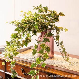 �ع��~�����~�ڒ�ֲ���ę����廨��Y�����Gɫֲ����滨��