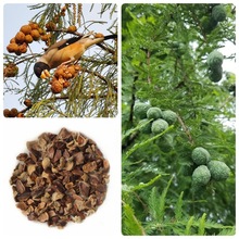 ���l ɼ��N�� ����ɼ�N��  ѿ�ʸ� ɼ��N�Ӄr��