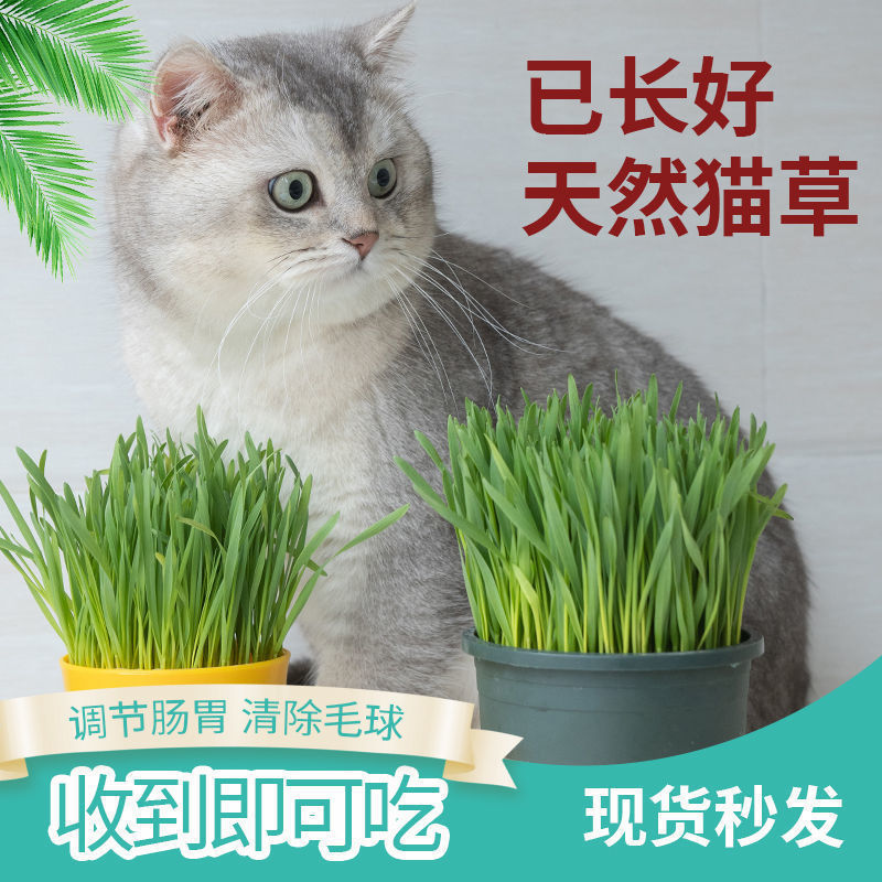 Ready-Made Cat Grass Cat Snacks Mint Hair Removal Ball Hair Cream Hydroponic Cat Grass Seeds Potted Cat Supplies