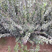 �|�����~ˮϞ �����缰Ǥ��С�� �_ԭˮϞ����I�B��