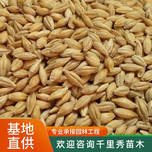 Wholesale Cat Grass, Barley Grass Seeds, Hydroponic Pasture Seeds, Barley Grass, Rice, Wheat, Wheat, Bare Wheat Lawn, New in the Same Year