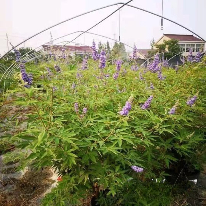 穗花牡荆 (2).jpg