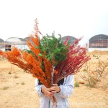 ɫǧӽϏSֱl҃bֹSRdQ