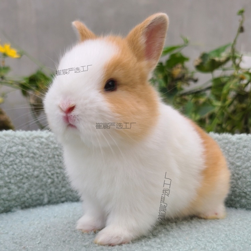 Rabbit, tea cup, pet