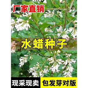 ˮϞ�N���ļ��_���NֲͥԺ�o�»���ˮϞ��G����ľˮϞ����N��